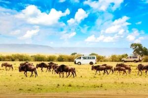 Read more about the article 4days Amboseli, Tsavo West and Tsavo East