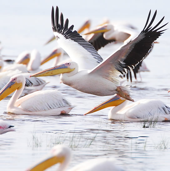 2 days lake nakuru_2
