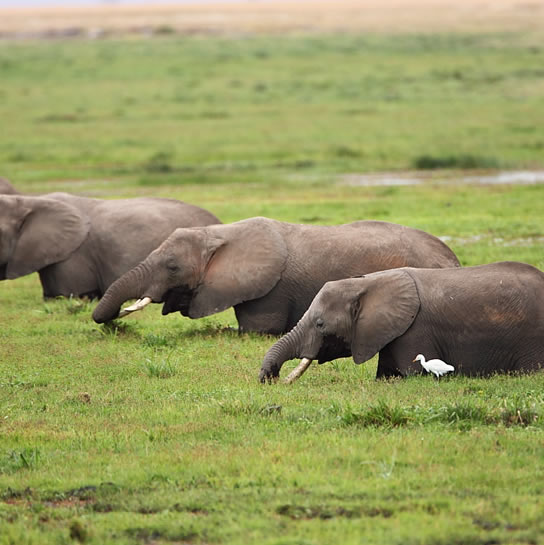 3 Days 2 nights Amboseli