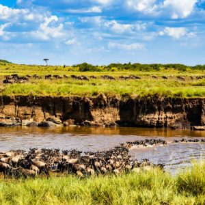 Read more about the article 8days 7nights Safari
