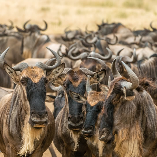 5 Days, Aberdares, Mara, Nakuru