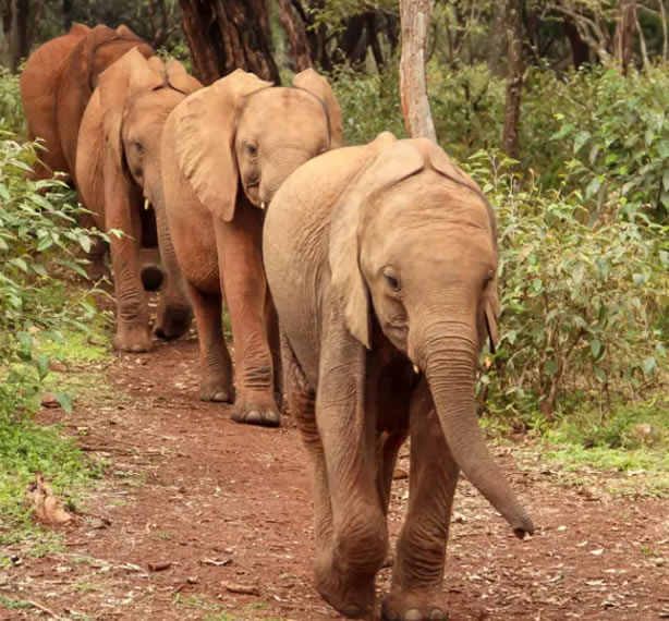 David Sheldrick Elephants