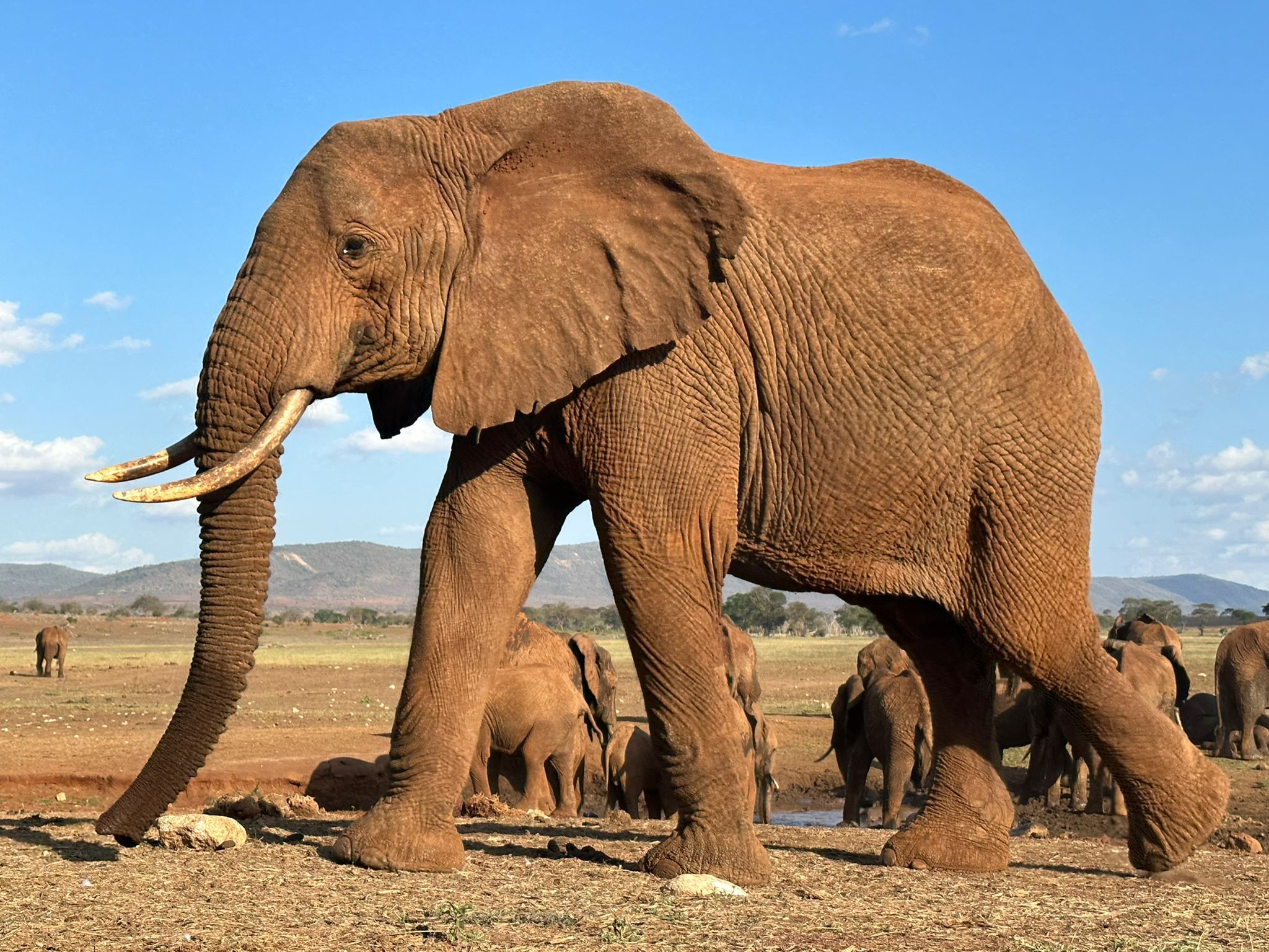 Read more about the article 3days Amboseli and Tsavo east