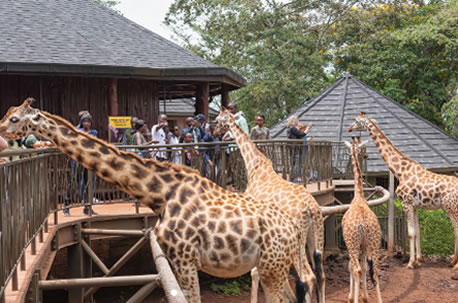 Nairobi Giraffe Centre Visit