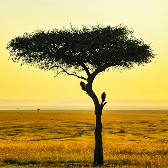 samburu